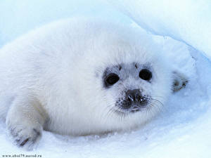 Картинки Тюлени Животные