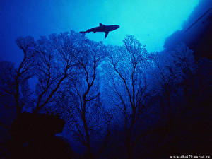 Фотография Подводный мир Акулы Животные