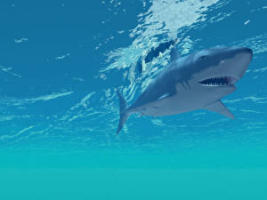 Картинка Подводный мир Акулы животное