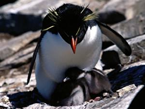 Картинки Пингвины животное