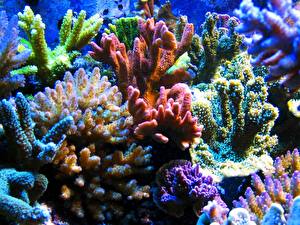 Обои Подводный мир Кораллы животное