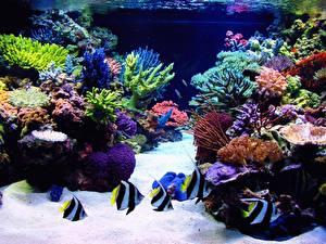 Фотографии Подводный мир Кораллы животное