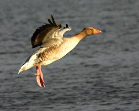Фотографии Птица Гусь животное