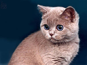 Картинки Кошки Цветной фон Животные