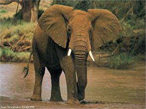 Обои Слоны животное