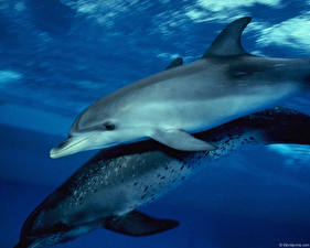 Картинка Дельфины Животные