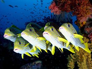 Фотографии Подводный мир Рыбы животное