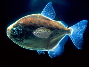 Картинка Подводный мир Рыбы Черный фон животное