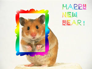 Картинки Грызуны Хомяки Животные