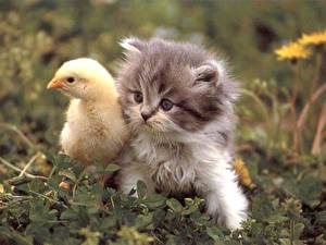 Обои Кошки Птицы Цыплята Котенка Животные
