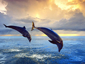 Обои Дельфины Животные