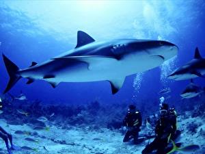 Фотография Подводный мир Акулы животное