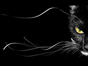 Фотография Кошки На черном фоне Животные