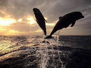 Фотография Дельфины животное
