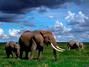 Фотография Слон животное