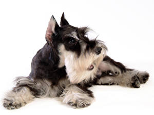 Фото Собака Карликовый шнауцер Белым фоном Животные