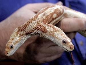 Фото Змеи животное