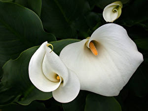 Картинка Белокрыльник цветок