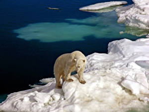 Фото Медведь Белые Медведи животное