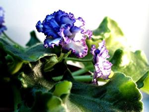 Обои Фиалки Цветы