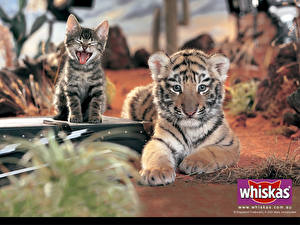Фотография Большие кошки Кошки Тигры Детеныши Животные