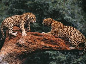 Картинки Большие кошки Ягуары животное