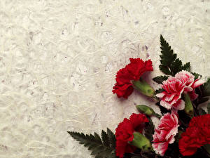 Картинки Гвоздики