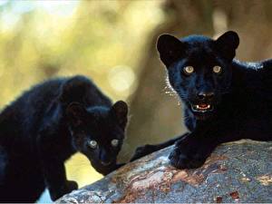 Фотография Большие кошки Пантера Детеныши Животные