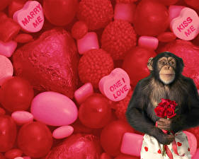 Картинки Обезьяна Животные