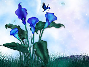 Фотографии Белокрыльник