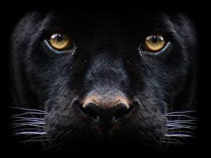 Картинка Большие кошки Пантера На черном фоне Животные