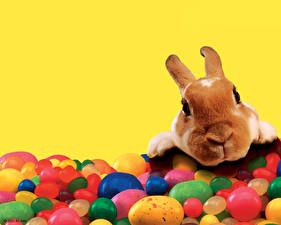 Фотографии Грызуны Зайцы Животные