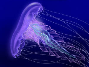 Обои для рабочего стола Подводный мир Медузы Цветной фон животное