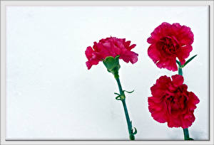 Обои Гвоздики Цветы