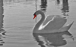 Фотография Птицы Лебедь Животные