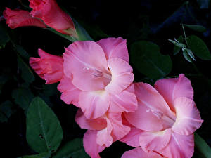 Фотография Гладиолусы