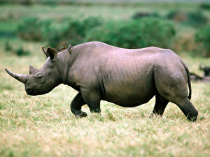 Картинки Носороги животное