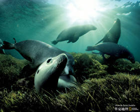 Фото Тюлени животное