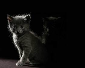 Картинки Кот Котенка На черном фоне животное