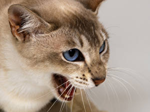 Фотография Кошки Цветной фон Усы Вибриссы Морды животное