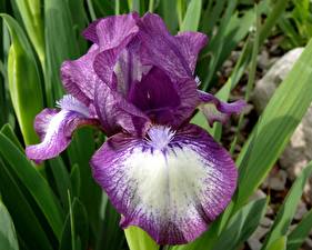 Картинки Ирис цветок