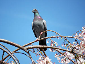 Картинка Птицы Голубь Животные