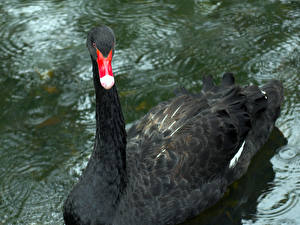 Картинки Птицы Лебедь Черные животное