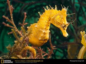 Фотографии Подводный мир Морские коньки животное