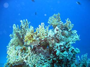 Обои Подводный мир Кораллы Животные