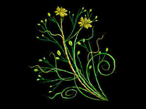 Фотографии Растения Черный фон 3D Графика