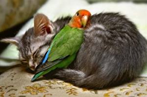 Обои Кот Птица Попугаи Животные