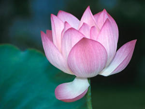 Обои Кувшинки