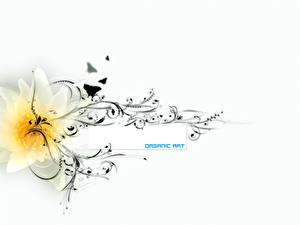 Фотография 3D Графика Цветы