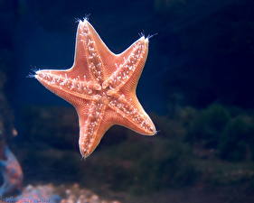 Фотография Подводный мир Морские звезды
